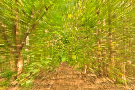 forest trees and load  Valence explosion Techniqueの写真素材