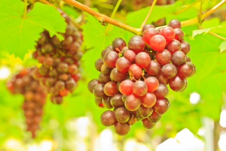 bush vines with ripe fruits in orchardの写真素材