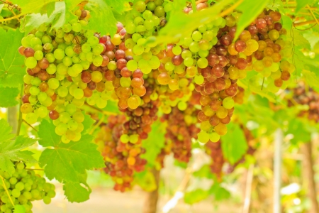 bush vines with ripe fruits in orchardの写真素材
