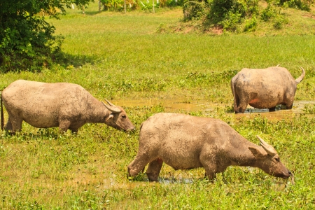 buffalo eating the grass in water 