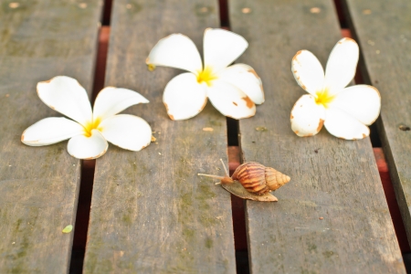 The flower plumeria on wood background and snailの写真素材