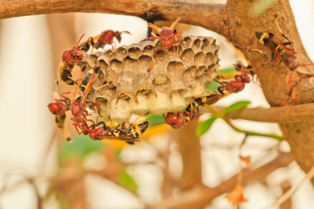 Working bees on honeycomb in the treeの写真素材