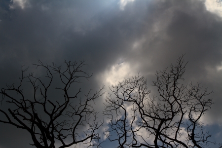 cloudy overcast sky and a silhouette of treeの写真素材