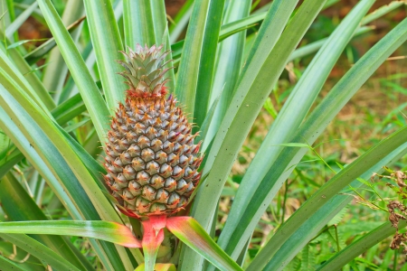 fresh tropical pineapple tree planting in farmの写真素材
