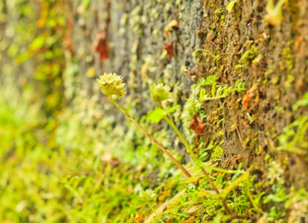 The old concrete   abstract texture and green moss の写真素材