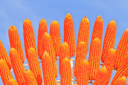 Field corn in the field with blue skyの写真素材