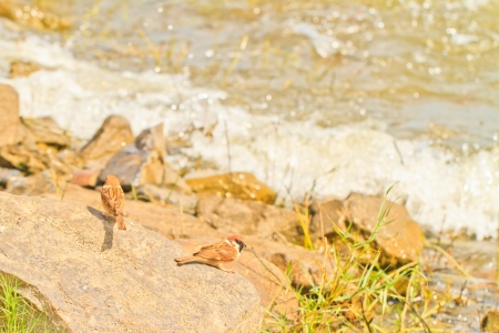 Two sparrows on a stone near waterの写真素材