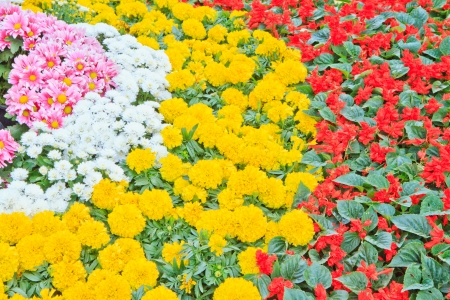 multicolored flowerbed on a lawn  In gardenの写真素材