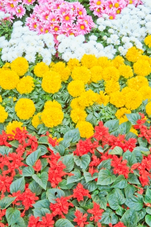 multicolored flowerbed on a lawn  In gardenの写真素材