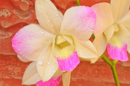 pink orchid flowers   On red brick wall  backgroundの写真素材