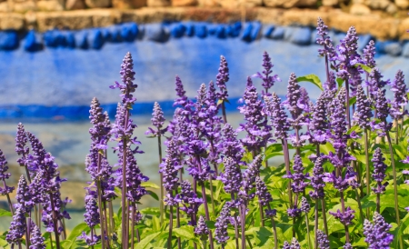 violet colour flowers in the gardenの写真素材