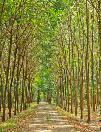The rubber trees and cupsの写真素材
