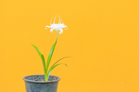 White orchid flower    On yellow wall   backgroundの写真素材