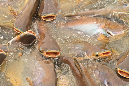 Striped catfishの写真素材