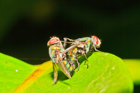 Close up  fly on macro lens looks glitter and breedingの写真素材