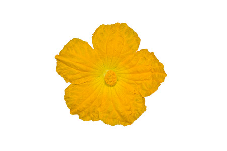luffa gourd flower isolated on white backgroundの写真素材