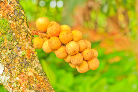 Bunch of ripe Langsat or Lanzones fruit tree in gardenの写真素材