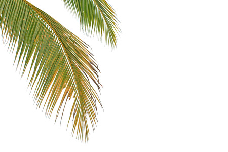 Leaves of coconut tree isolated on white background の写真素材