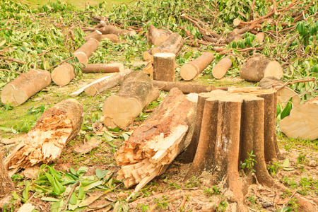a tree stump of a recently sawed down tree の写真素材