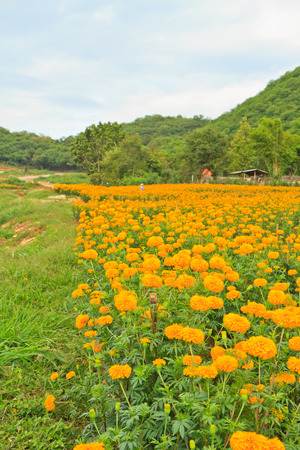 Yellow Marigold Flowers in fieldの写真素材