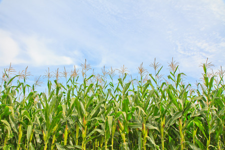 Rows of Growing Agricultural Crops on blue sky background