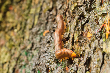 Millipede on bark.