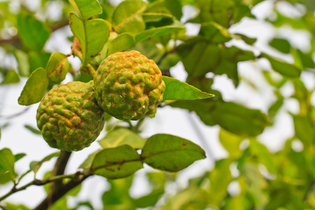 Close up Kaffir Lime fruits on tree