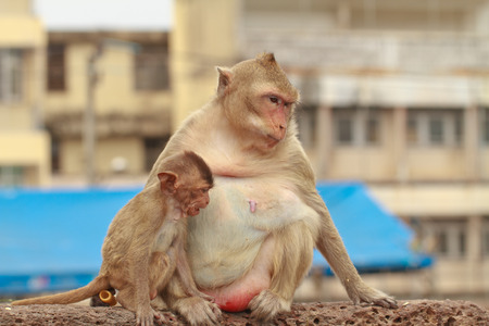 monkey and baby on city backgroundの写真素材