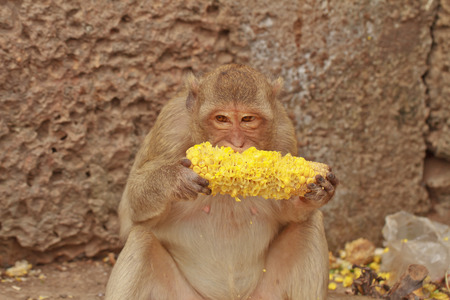 A monkey is eating the  cornの写真素材
