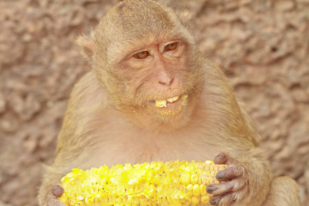 A monkey is eating the  cornの写真素材