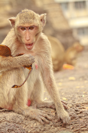 A monkey hold  sunglasses in handの写真素材