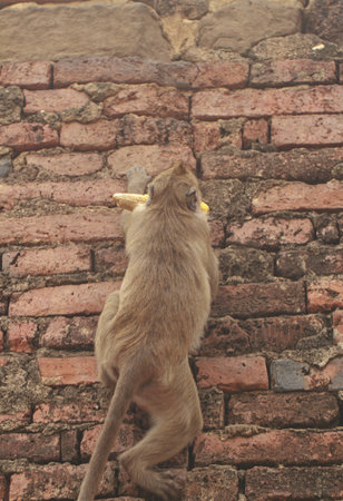 A monkey is climbing on wallの写真素材