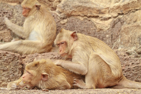 A monkeys is climbing and sitting on wall