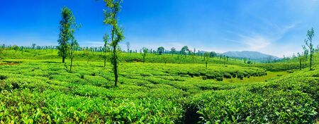 Vast tea estates of Nelliyampathy hills, Kerala, a panoramic view