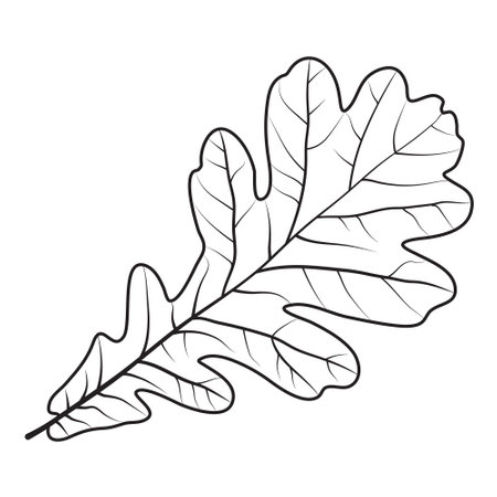 Oak leaf in sketch style vector illustration on white backgroundのイラスト素材