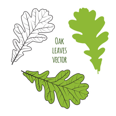 Oak leaves vector illustration on white backgroundのイラスト素材