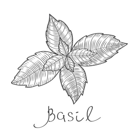 Basil sketch. Hand drawn vector illustration. Isolated on white background.のイラスト素材