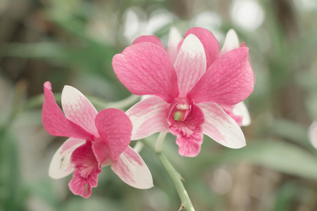 closeup Purple orchidの写真素材
