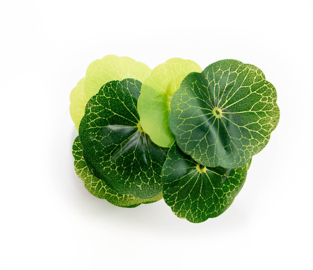 aroma oil with fresh  in glass vase isolated on the whiteの写真素材