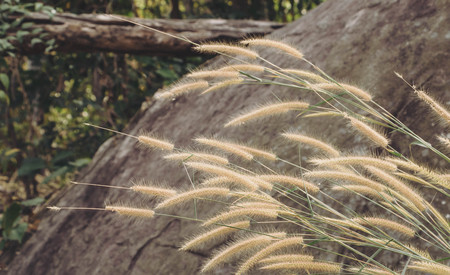 Dried Grass Background