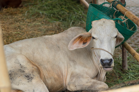 cows in a farm. Dairy cows in a farmの写真素材