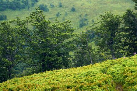 Beautiful mountain landscape. The slopes of the Carpathian Mountains in the summer. Thick greens of blueberry bushes and trees.の写真素材