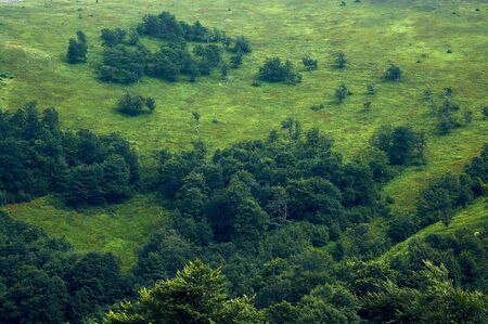Beautiful mountain landscape. The slopes of the Carpathian Mountains in the summer. Thick greens of blueberry bushes and trees.の写真素材
