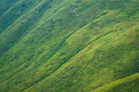 Beautiful mountain landscape. Scopes of the Carpathian mountains in the summer. Blueberry greens.