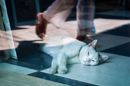 Lazy white cat in a store sail on a turkey street. Reflections of people in a shop window.の写真素材