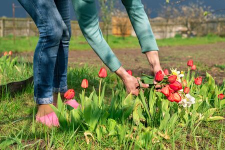 A young woman cuts red tulips with scissors from the beds in her garden. After the rain. Your garden out of town.の写真素材