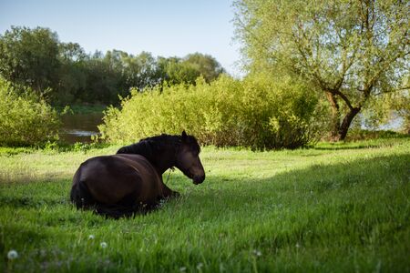 Spring Belarusian landscape in the early morning. A bay young horse lies on a green meadow near the...