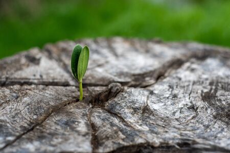 New sprout from an old tree. Bright green tender leaves break out of the cracks of a large beautiful stump. New life.の写真素材
