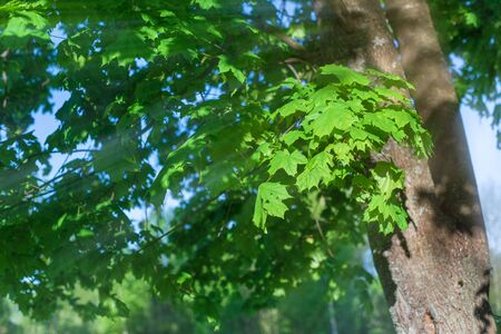 Spring theme. Fresh greens of young leaves of a maple tree. The rays of the sun break through the foliage.の写真素材