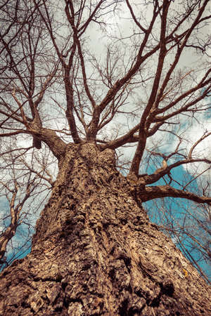 Old beautiful and very tall oak tree. Branches without leaves go to the blue sky.の写真素材